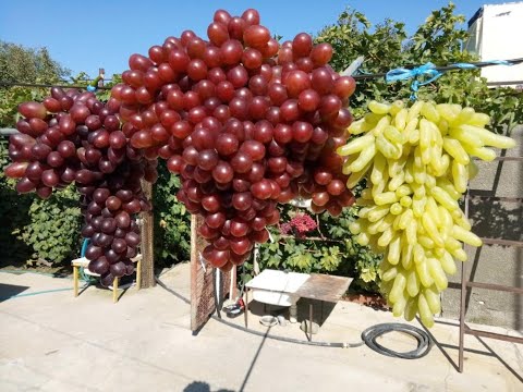 Видео: КИШМИШИ ЛАМБОРДЖИНИ! АЛИСА! ЩЕЛКУНЧИК!ДЕГУСТАЦИЯ! WhatsApp и Viber +79528500417.