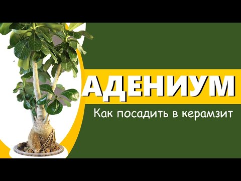 Видео: АДЕНИУМ на гидропонике: посадка взрослого адениума в керамзит. Суккуленты на фитильном поливе