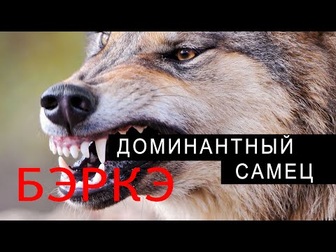 Видео: ПОПАЛСЯ ДОМИНАНТНЫЙ САМЕЦ! ВЕС ВОЛКА ДОХОДИТ ДО 65 КГ!