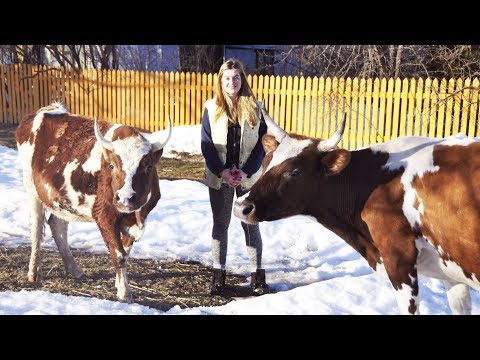 Видео: Сколько сена нужно корове на зиму? Сколько сена в сутки?