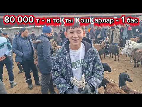 Видео: 11.11.25.Сарыағаш мал базары.Саулық қойлар,қозылы қойлар,тоқтылар,қошқарлар,қозылар,ешкі,лақ,текелер