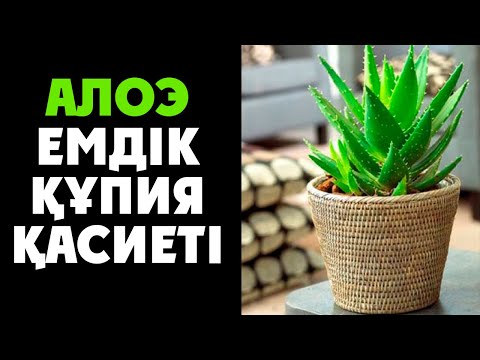 Видео: Алоэ Ең БАҒАЛАНБАЙ  Қалған Өсімдік