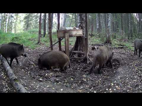 Видео: Столько животных не ожидал увидеть! Кто попал на фотоловушку?