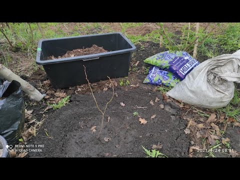 Видео: Посадка лохини.Важливі моменти та помилки.Мій перший досвід.