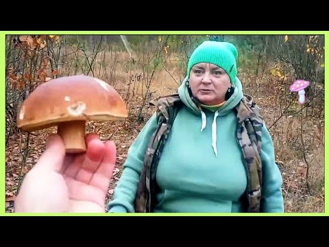 Видео: В лес за грибами 🍄‍🟫 🔪🌲 где одни 🍄🍄🍄