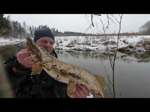 Видео: РЫБАЛКА-МЕЧТА!!!  ПОПАЛ НА РАЗДАЧУ! Ловля ЩУКИ на СПИННИНГ в ФЕВРАЛЕ! Малые реки, ЖОР ЩУКИ!