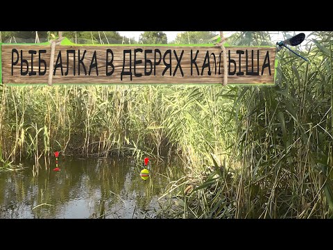 Видео: Рыбалка в дебрях камыша в болоте на три удочки Ukrainian fishing