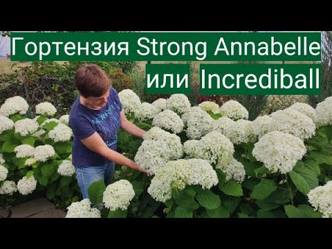 Видео: Самая неприхотливая гортензия. Живая изгородь из Strong Annabelle .