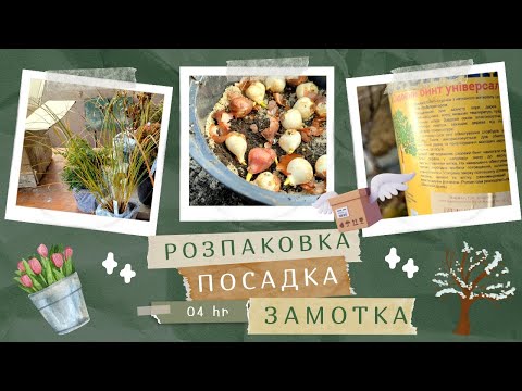 Видео: Розпаковка ЗЕЛЕНА САДИБА та яскрава клумба🧐🪴Посадка тюльпанів в горщики🌷Захист дерев від морозів!!!❄