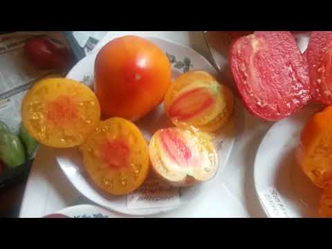 Видео: Томаты-шедевры в разрезе 2021 года