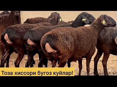 Видео: Тоза хиссори бугоз куйлар! 970703036☎️ 990886400☎️