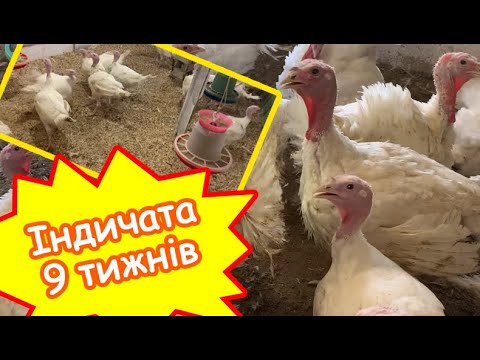 Видео: Індикам БІГ-6 9 тижнів