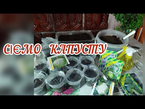 Видео: Починаю висівати ранньостиглі сорти капусти .