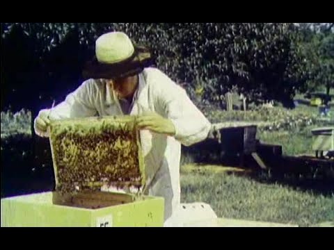 Видео: В мире пчел 1954 год