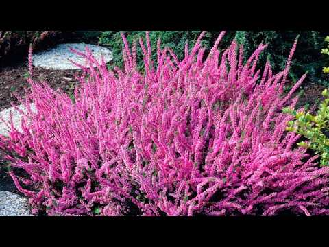 Видео: Невероятный вереск – длинное и позднее цветение на клумбе осенью.