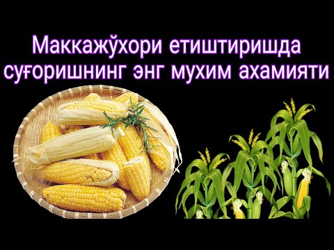Видео: Маккажўхори етиштиришда суғоришнинг энг мухим ахамиятлари
