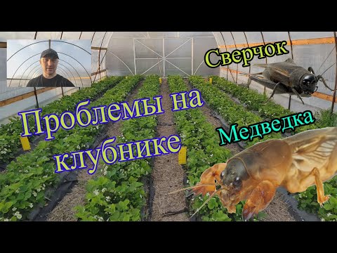 Видео: Болезни и вредители на клубнике. Медведка, сверчок, серая гниль.
