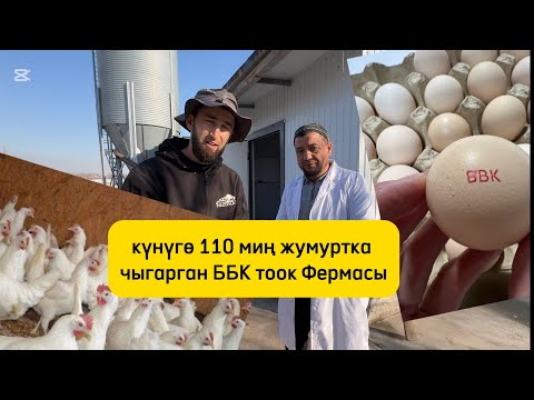 Видео: күнүнө 110000 жумуртка 😱😱 Кара-Суу тоок фермасы BBK