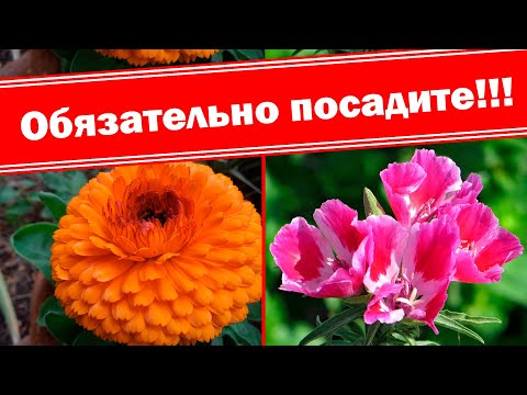 Видео: Топ 10 самых неприхотливых цветов летников, выращиваемых без рассады. Ленивый цветник