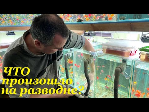 Видео: Что происходит с аквариумными рыбками? Секретное мероприятие на разводне