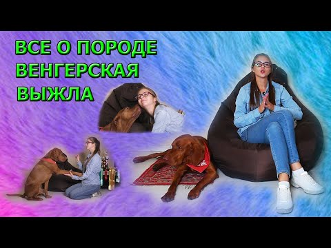 Видео: все о породе венгерская выжла. легавая все о породе гладкошерстная жесткошерстная венгерская выжла
