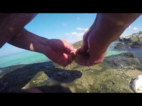 Видео: Как клюют бычки под водой