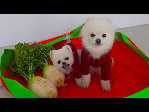 Видео: Кимчи готовит день для K-Puppies! А Понгки прочищает пазухи благодаря...?