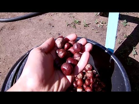 Видео: Пиролиз каштанов (эксперимент №16)