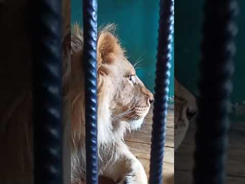 Видео: Прямой эфир из приюта "Спаси меня" от 27.03.21 года. Часть 8