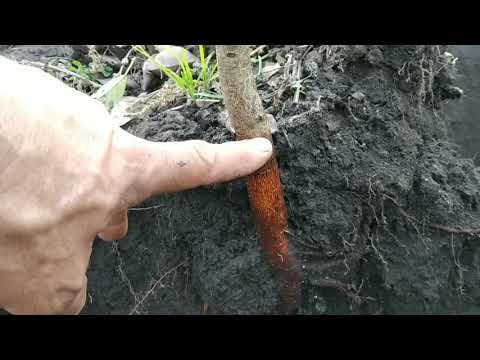 Видео: корневая шейка