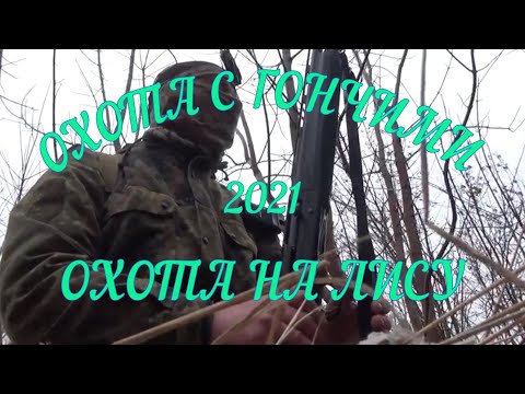 Видео: ОТЛИЧНАЯ ОХОТА С ГОНЧИМИ. ОХОТА НА ЛИСУ 2021