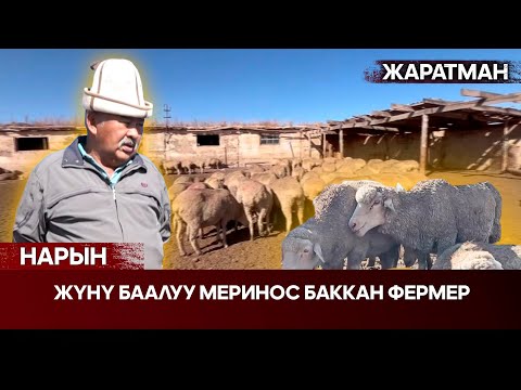Видео: Нарын: Жүнү баалуу меринос баккан фермер // Жаратман