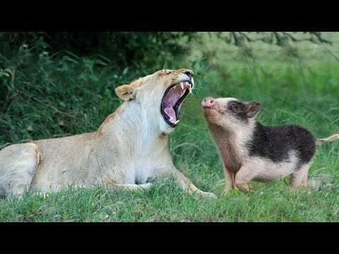 Видео: Самые  симпатичные  приятели на свете! Это нужно Видеть! Невероятная дружба животных разных видов.