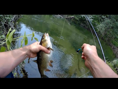 Видео: кефали на велека в жегата+бонус 09.06.24