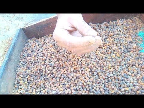 Видео: Извлекаю пергу из сот.Пчеловодство. 27.08.2017 г.