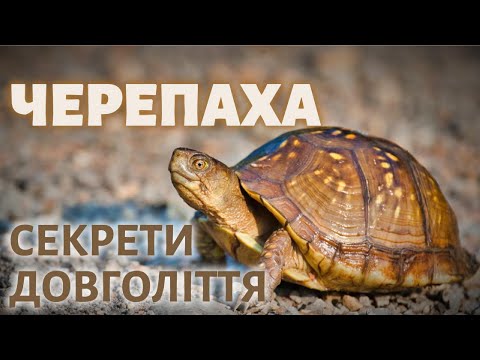 Видео: Цікаві факти про черепах.