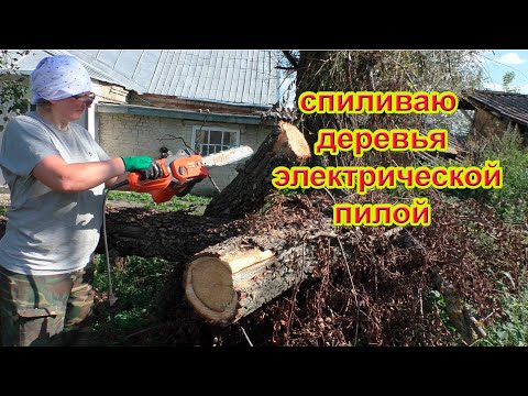 Видео: #пасека Спиливаю деревья на пасеке электрической пилой.