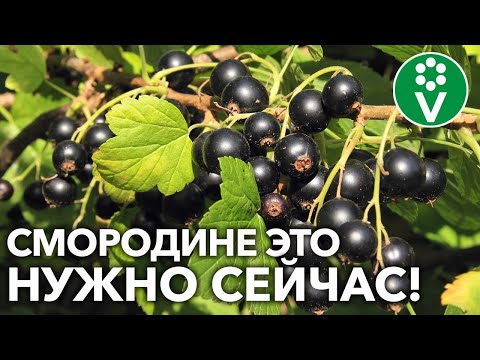 Видео: БУДУТ ЗДОРОВЫЕ КУСТЫ И МНОГО ВКУСНЫХ ЯГОД! Вот как поддержать смородину после сбора урожая!