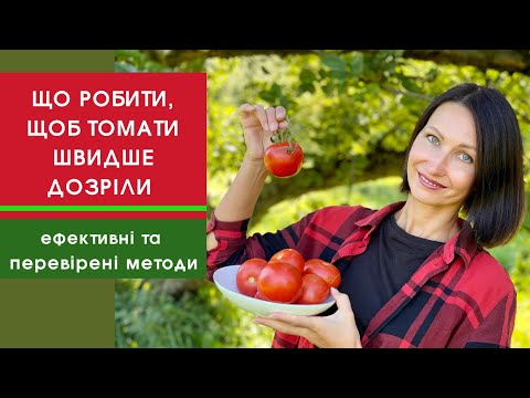 Видео: 5 способів пришвидшити дозрівання томатів