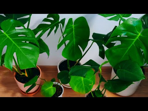 Видео: Расселила "МОНСТЕРОВУ КОММУНАЛКУ" 🌱🙂