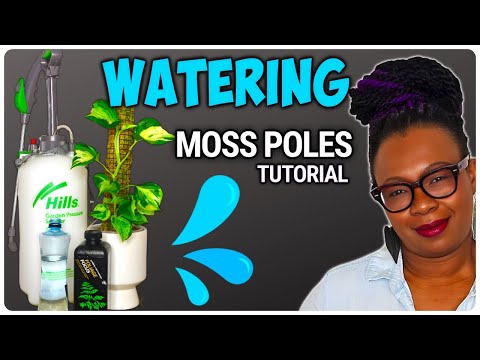 Видео: Полив моховых столбов — полное руководство для любителей моховых столбов