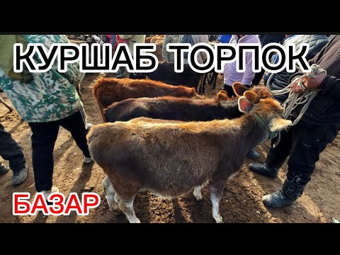 Видео: КУРШАБ ТОРПОК БАЗАР 08.11.2025#памиртв #horse #rek 