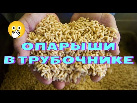 Видео: В трубочнике завелась дрозофила! Что делать?