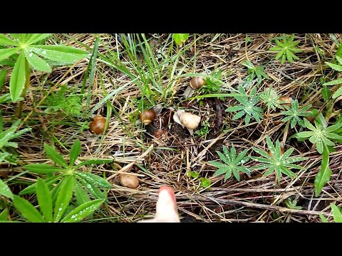 Видео: ВИНОГРАДНАЯ УЛИТКА  СБОР И ЗАРАБОТОК В СЕЗОН