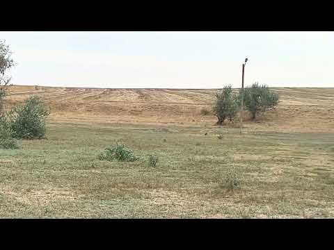 Видео: Устье широкой балки на Куяльнике