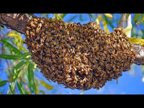 Видео: ПЧЁЛЫ 🐝🐝. ЧТО УСКОРЯЕТ РОЕНИЕ ПЧЁЛ.