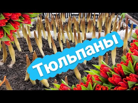 Видео: Тюльпаны взошли | Выгонка тюльпанов 2022