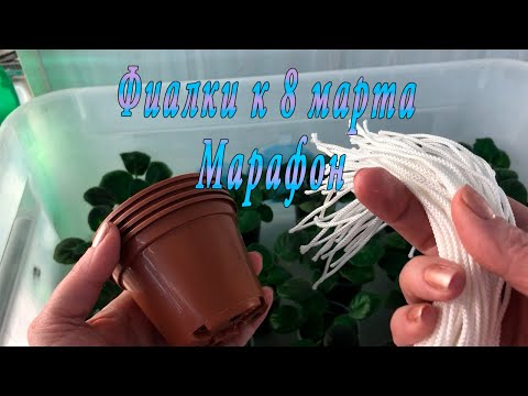 Видео: Фиалки к 8 марта. Марафон. 1 часть