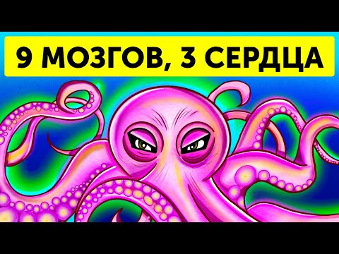 Видео: Если бы вы были осьминогом, ваши руки обладали бы собственным сознанием