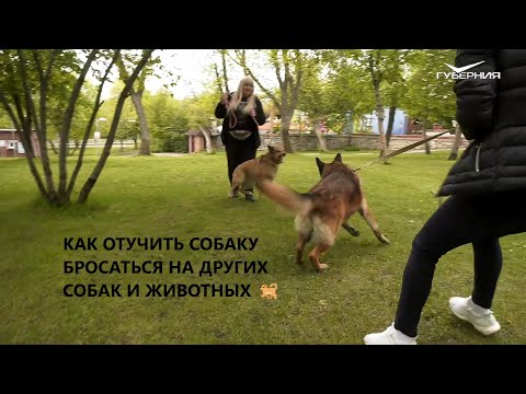 Видео: КАК ОТУЧИТЬ СОБАКУ БРОСАТЬСЯ НА ДРУГИХ СОБАК И ЖИВОТНЫХ 🐕